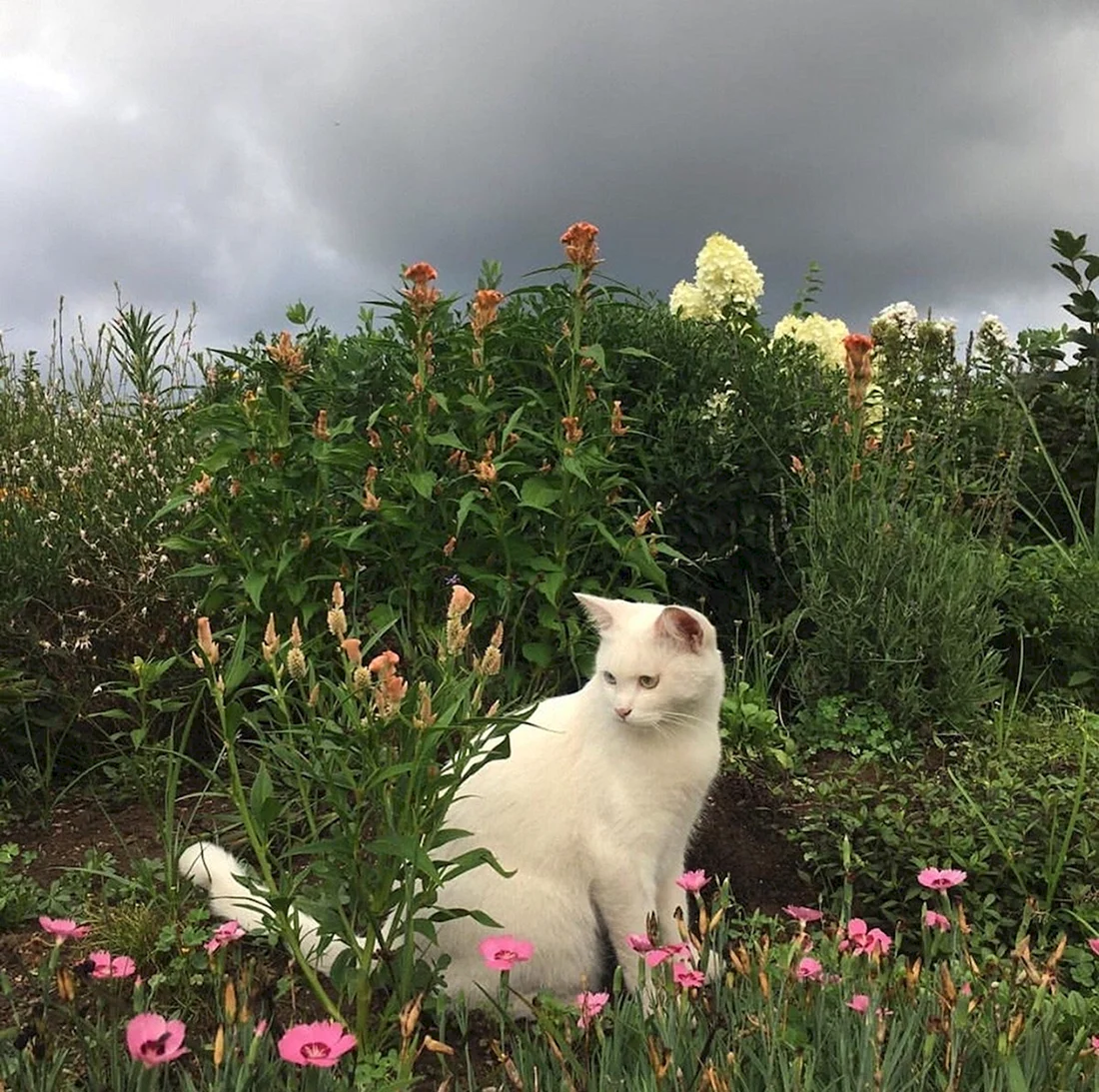 Коты Эстетика