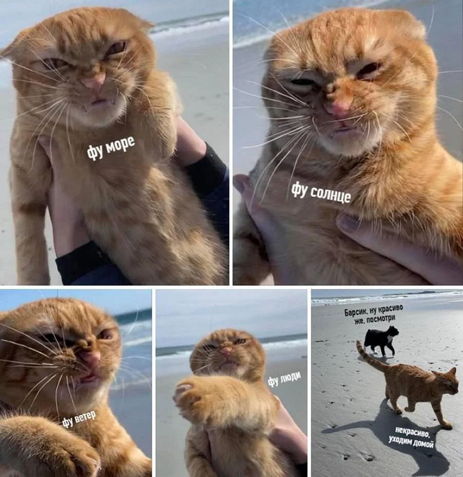 Коты мемы