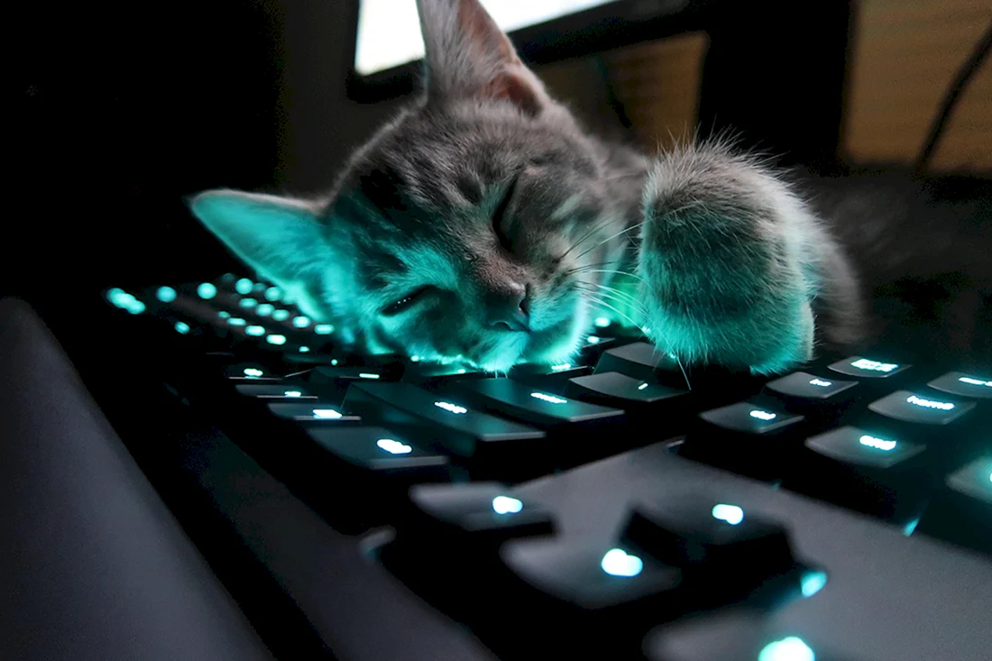 Коты на клавиатуре