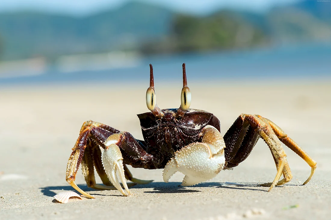Краб Краснюк черное море