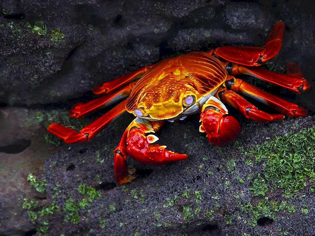 Краб ракообразные