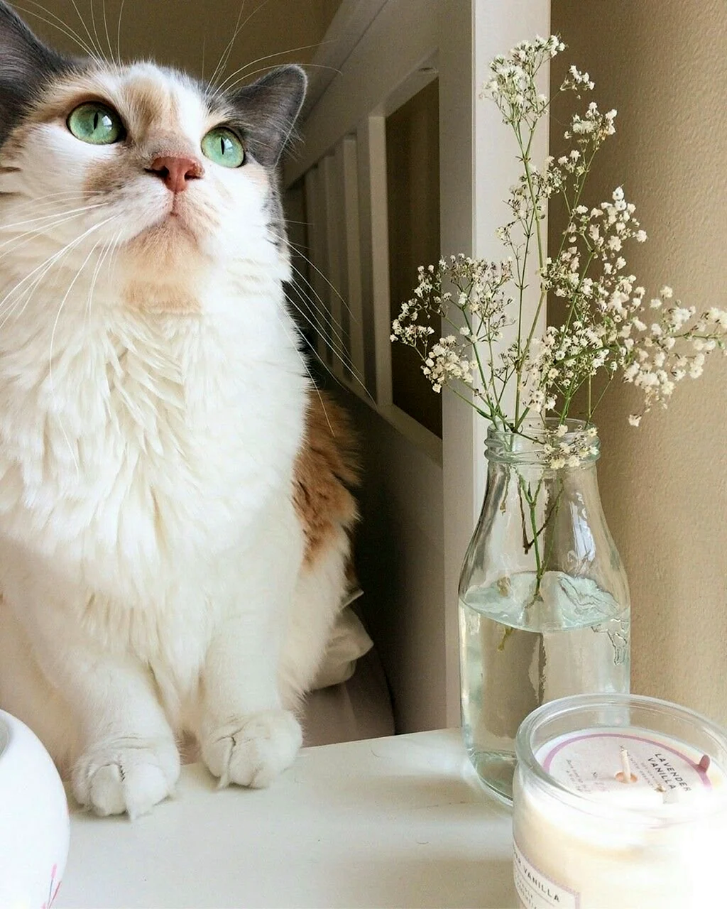 Красивые кошки
