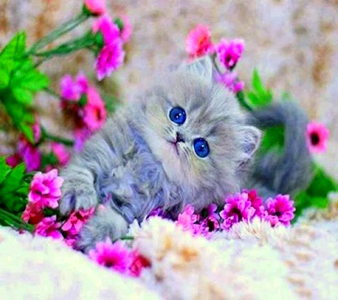 Красивые котята