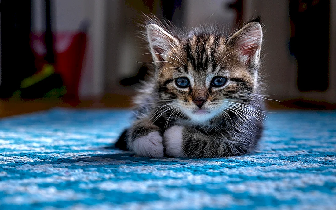 Красивые котята