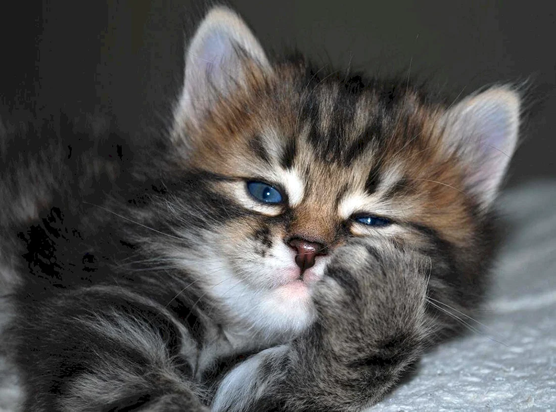 Красивые котята
