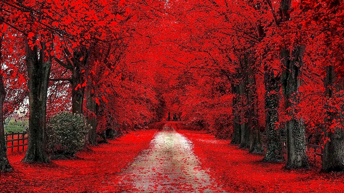 Красная осень