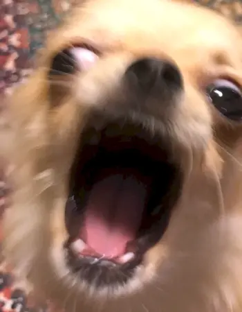 Кричащая собака