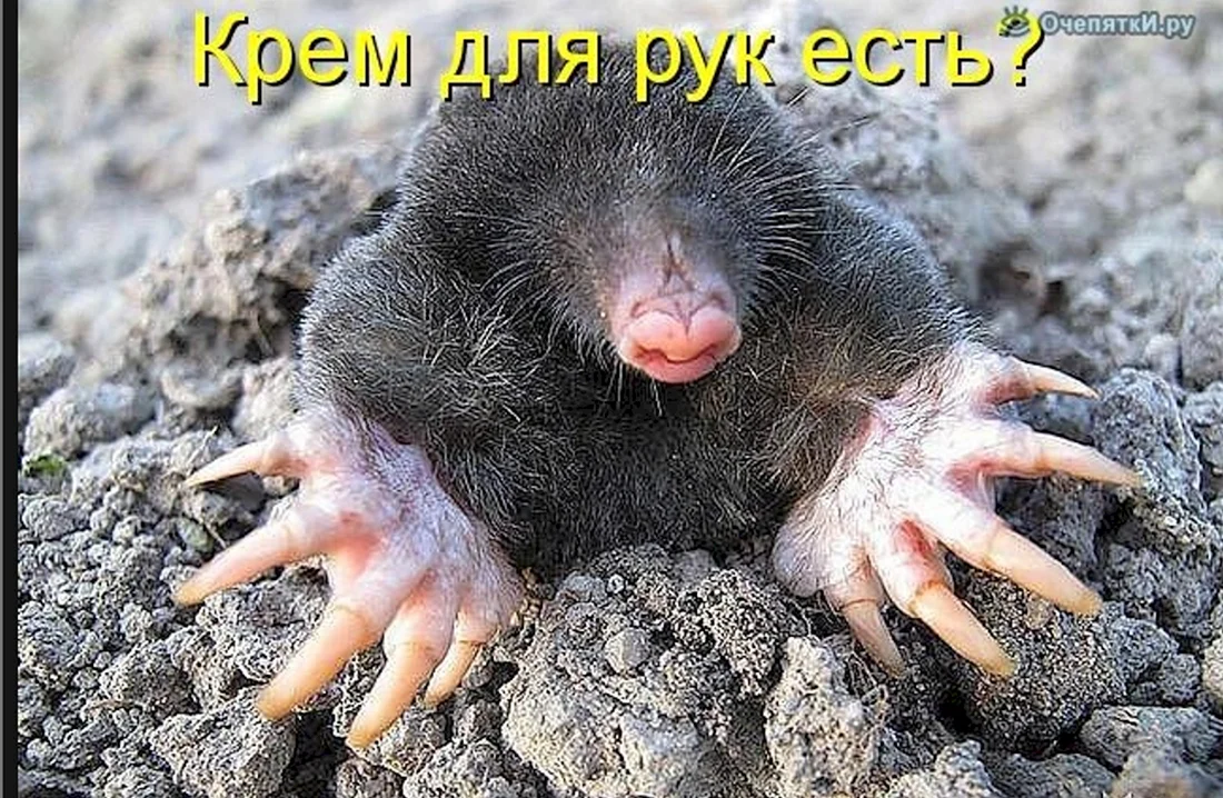 Крот
