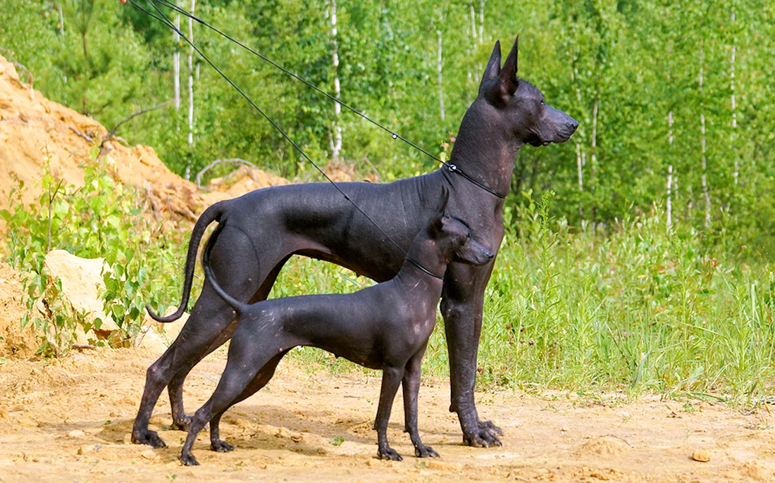 Ксоло Анубис