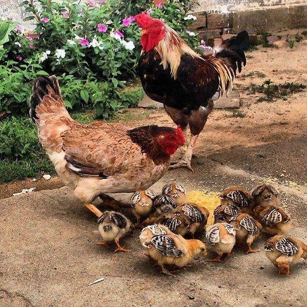 Курица с цыплятами