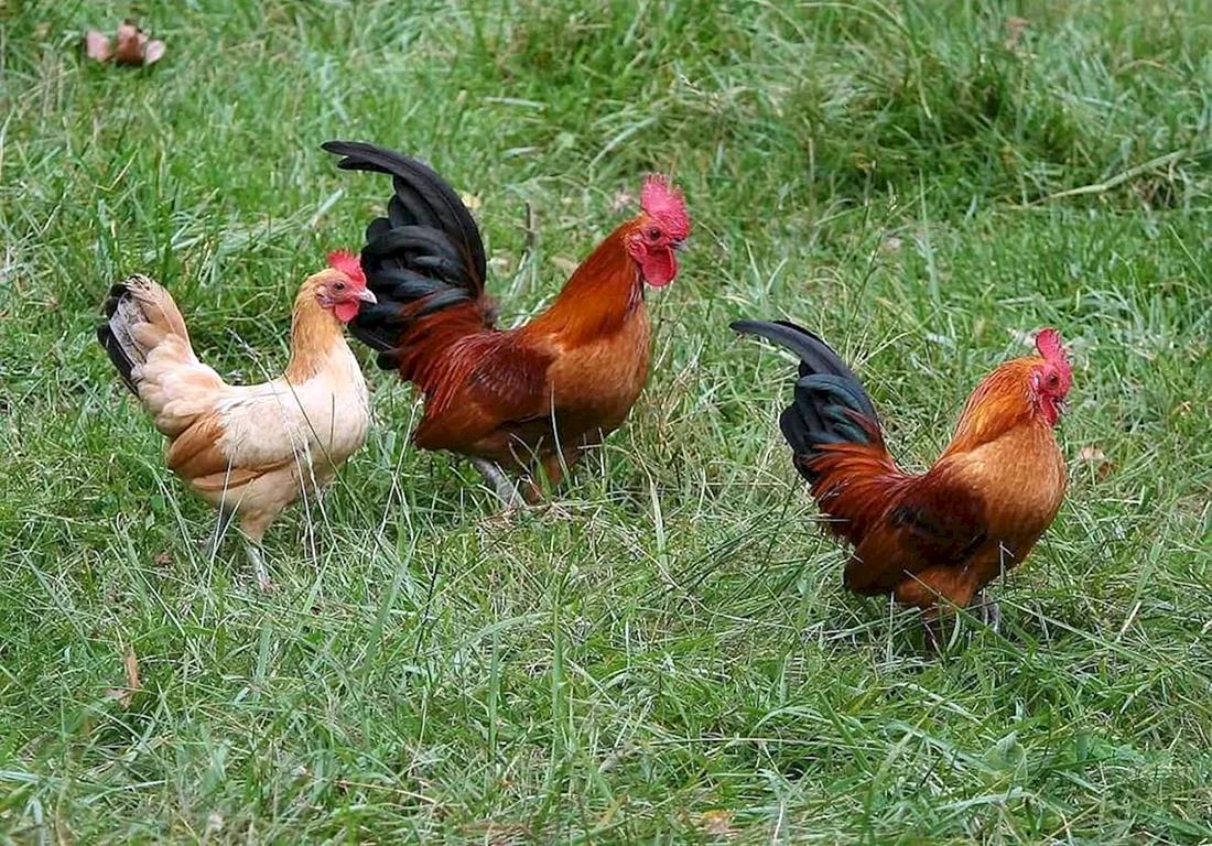 Куры