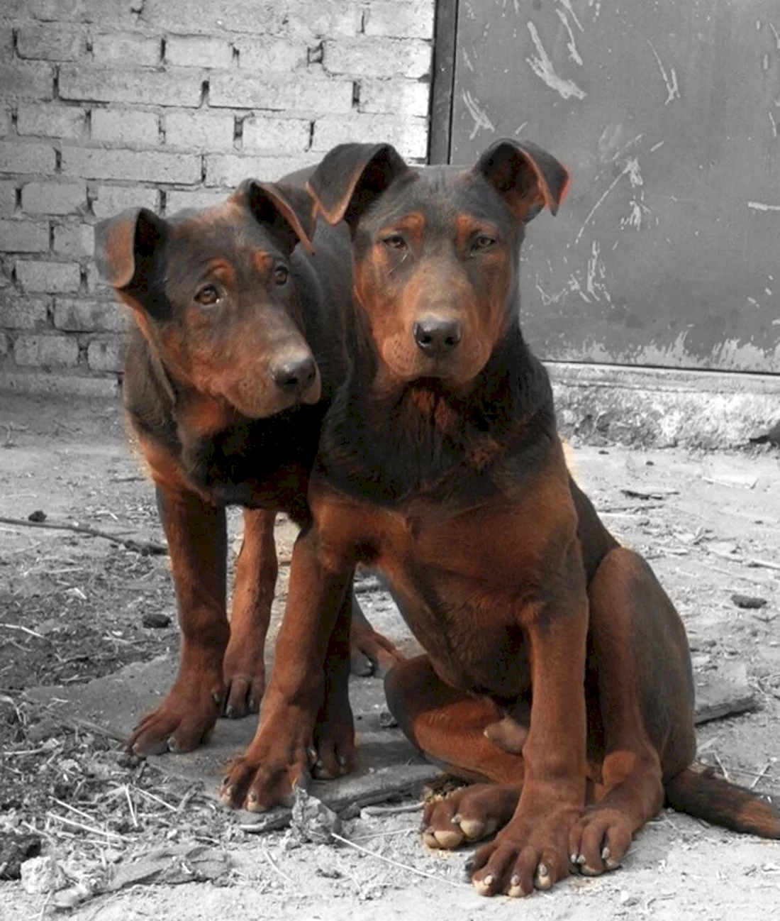 Лайчжоу собака