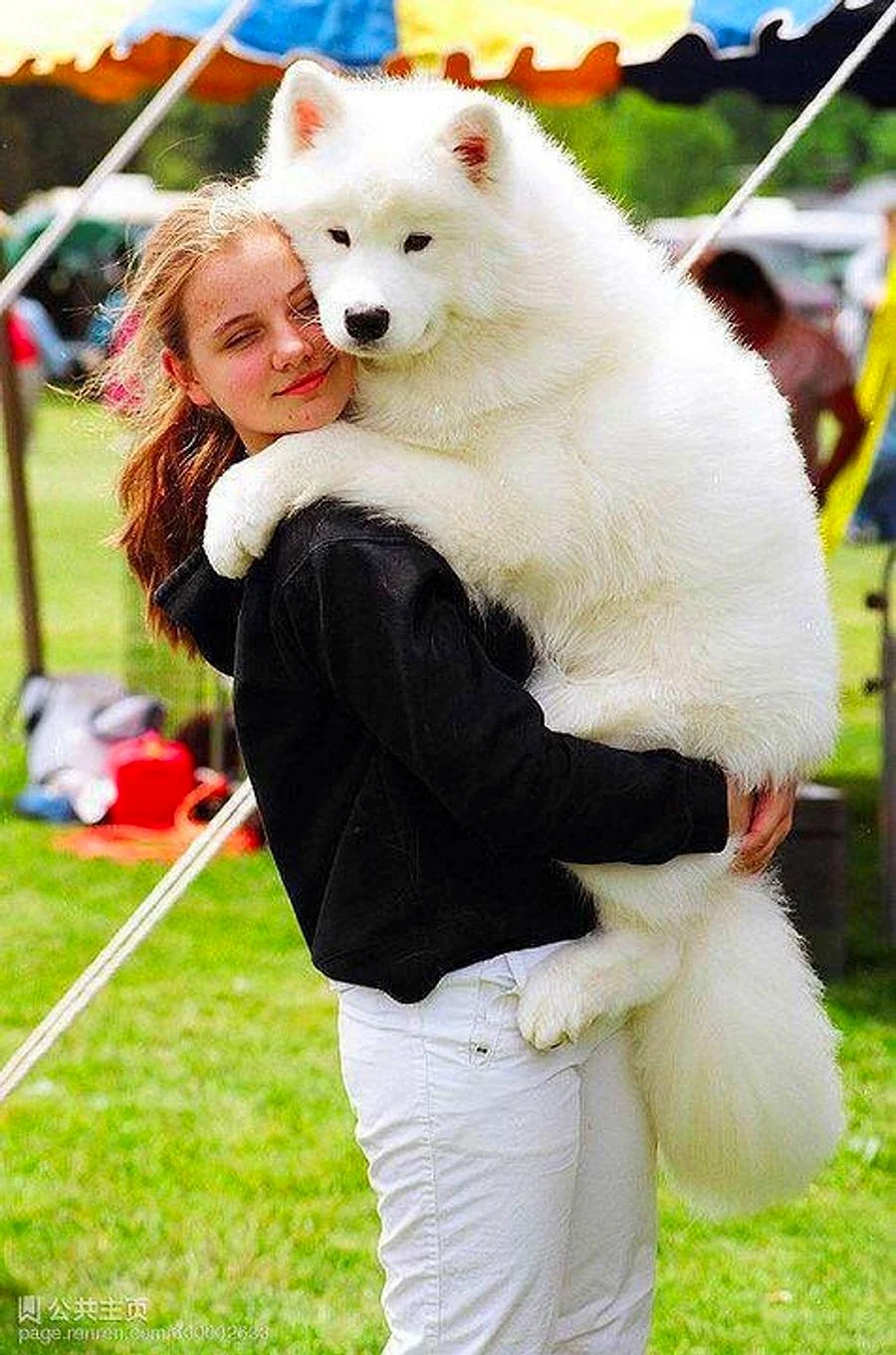 Лайка самоед
