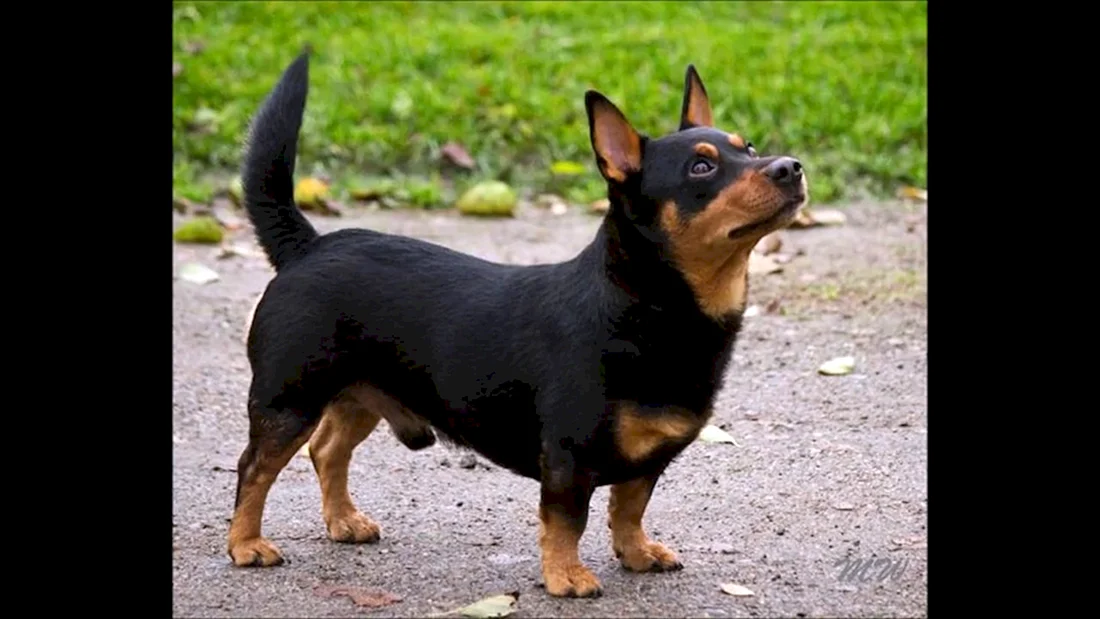 Ланкаширский Хилер