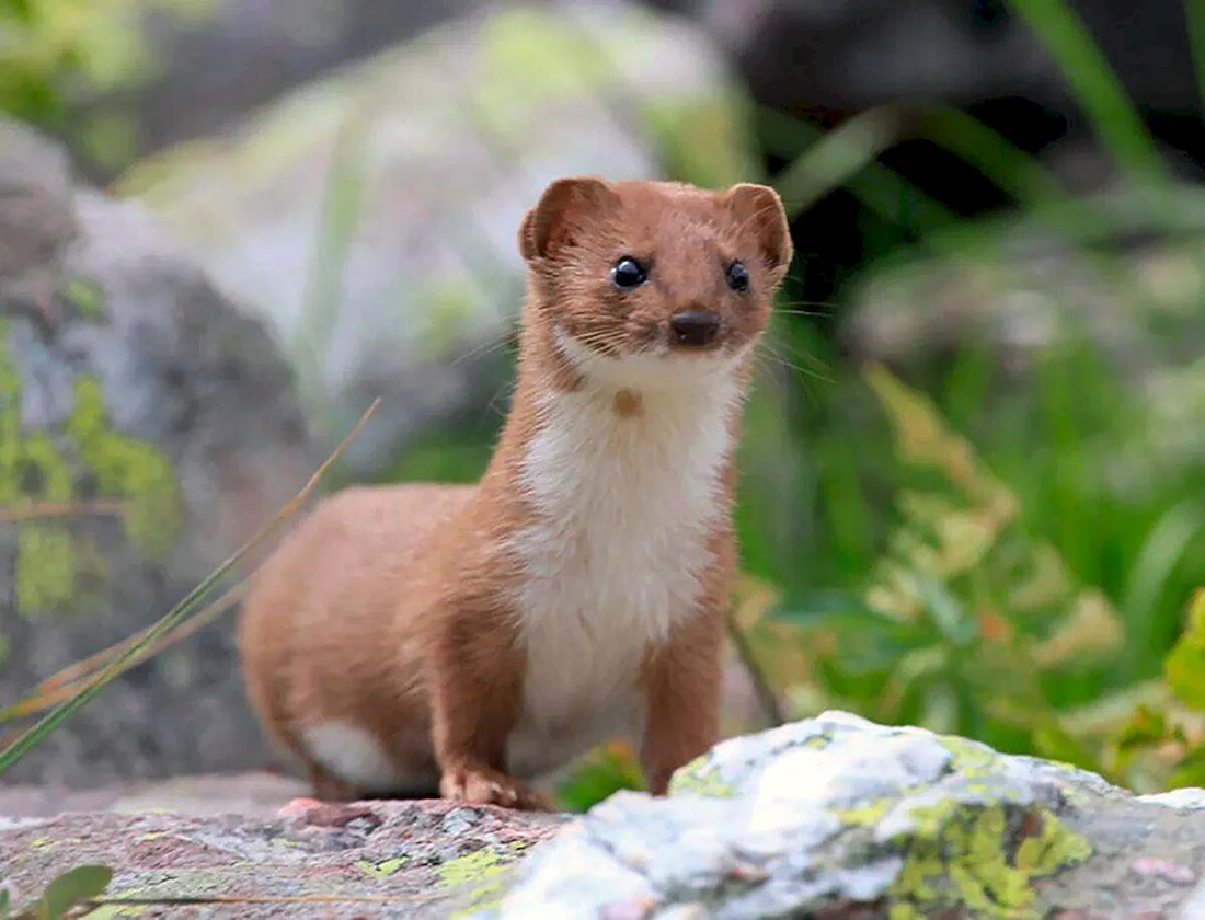 Ласка Mustela nivalis