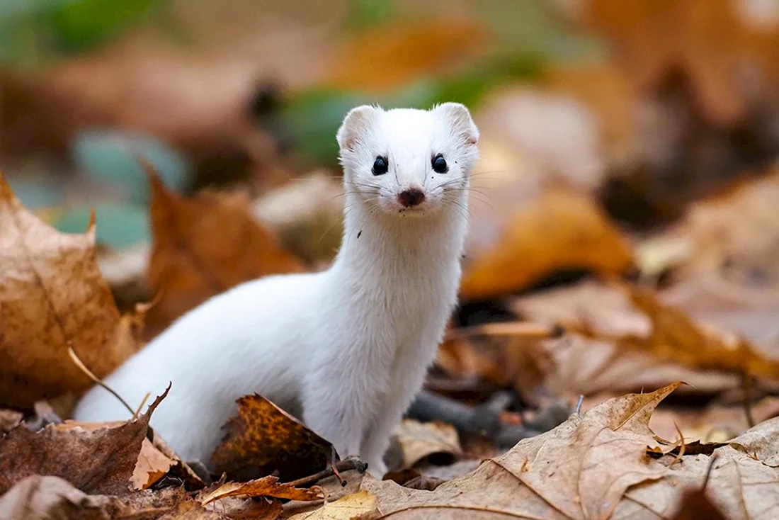 Ласка Mustela nivalis