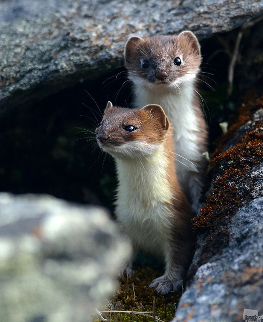 Ласка Mustela nivalis