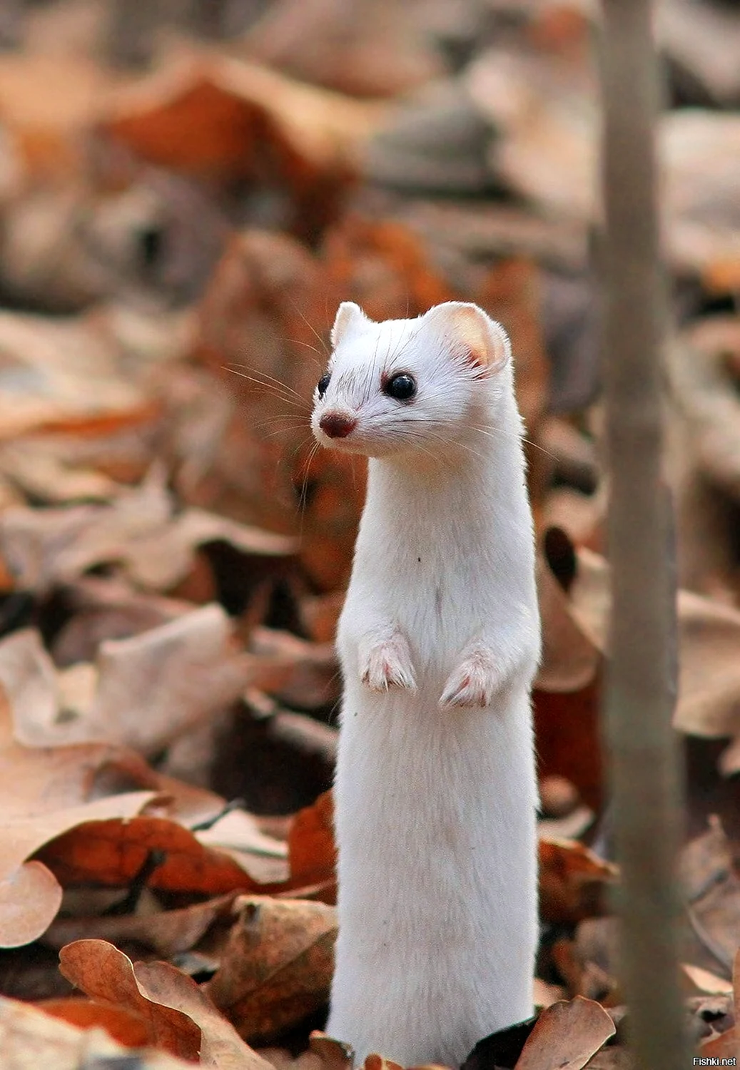 Ласка Mustela nivalis