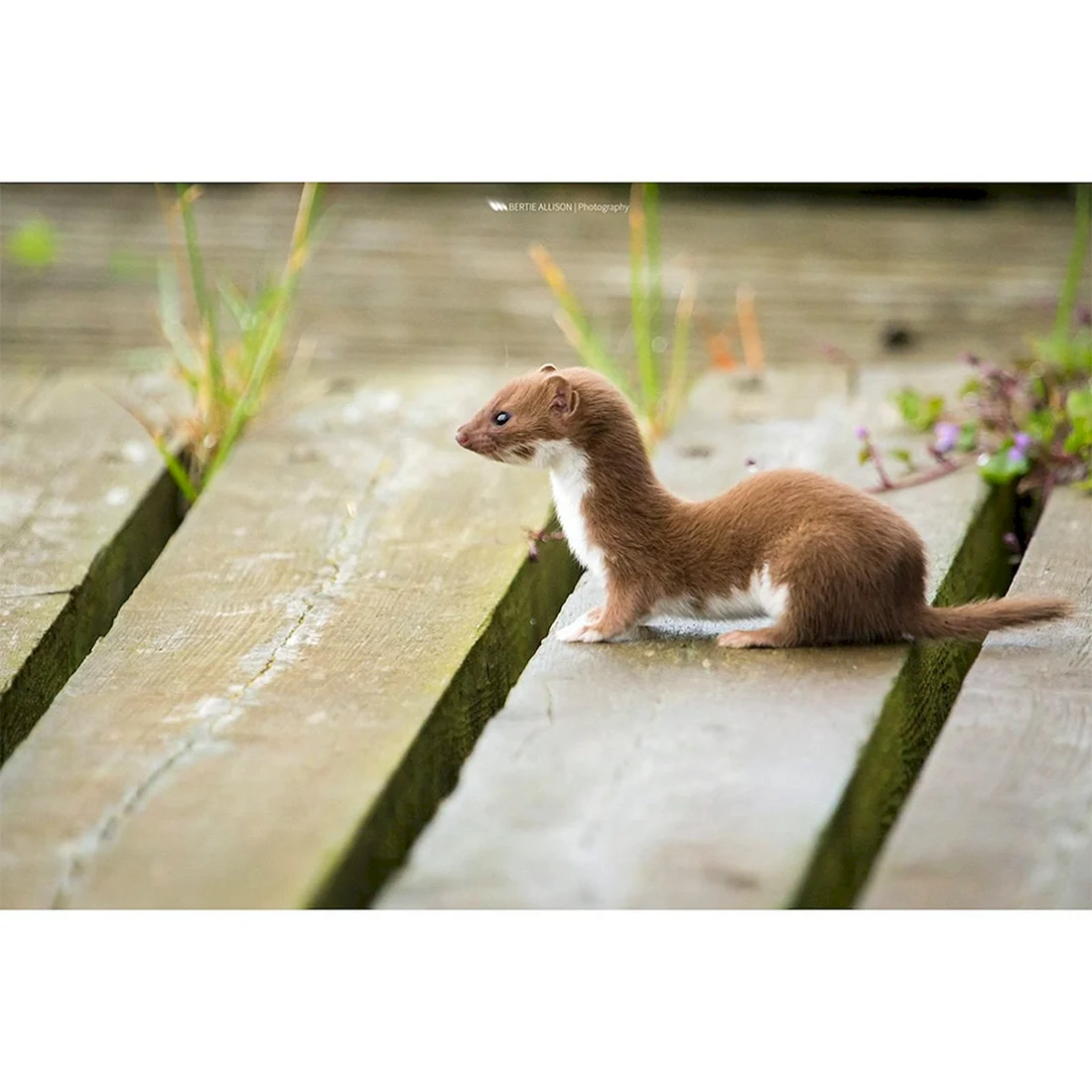 Ласка Mustela nivalis