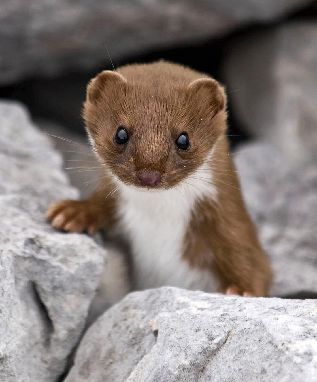 Ласка Mustela nivalis