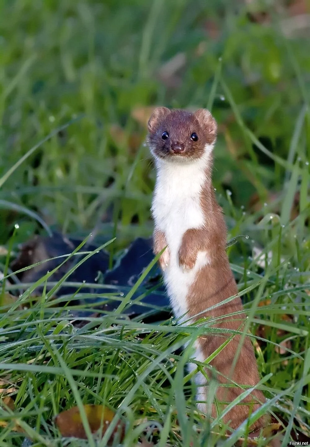 Ласка Mustela nivalis