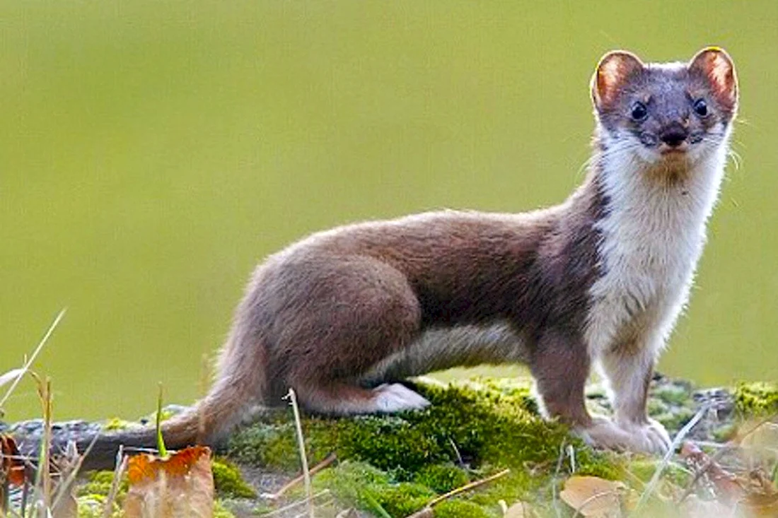 Ласка обыкновенная Mustela nivalis