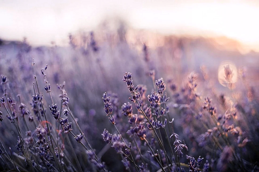 Лаванда Lavender aesthetic