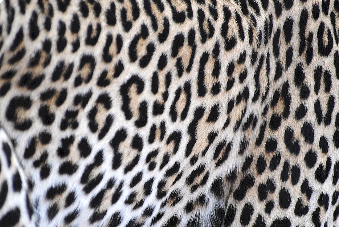 Леопард фактура