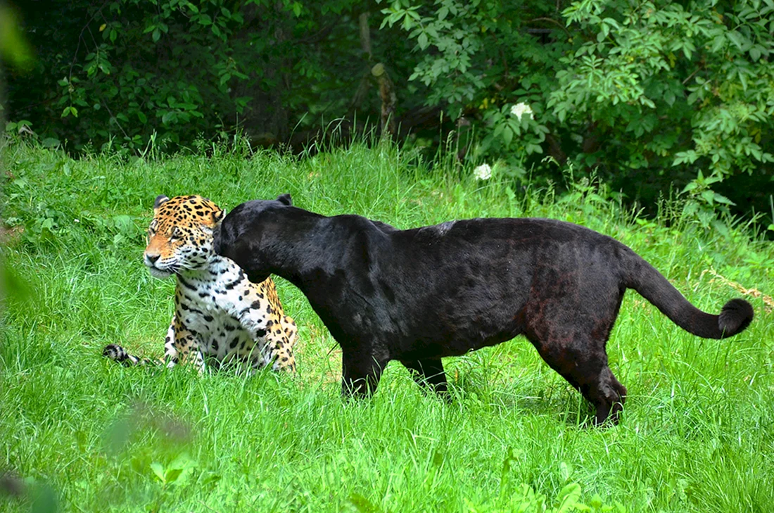 Леопард меланист
