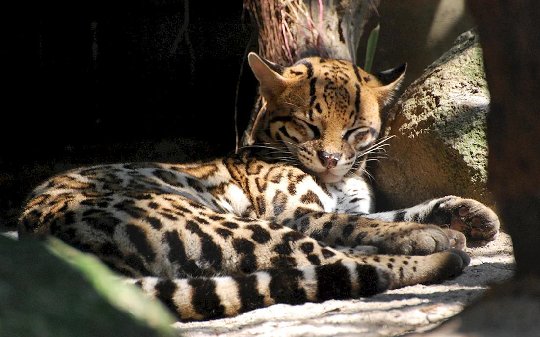 Леопард Оцелот