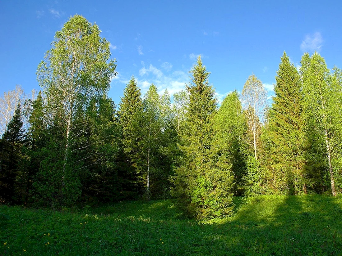 Лес картинки