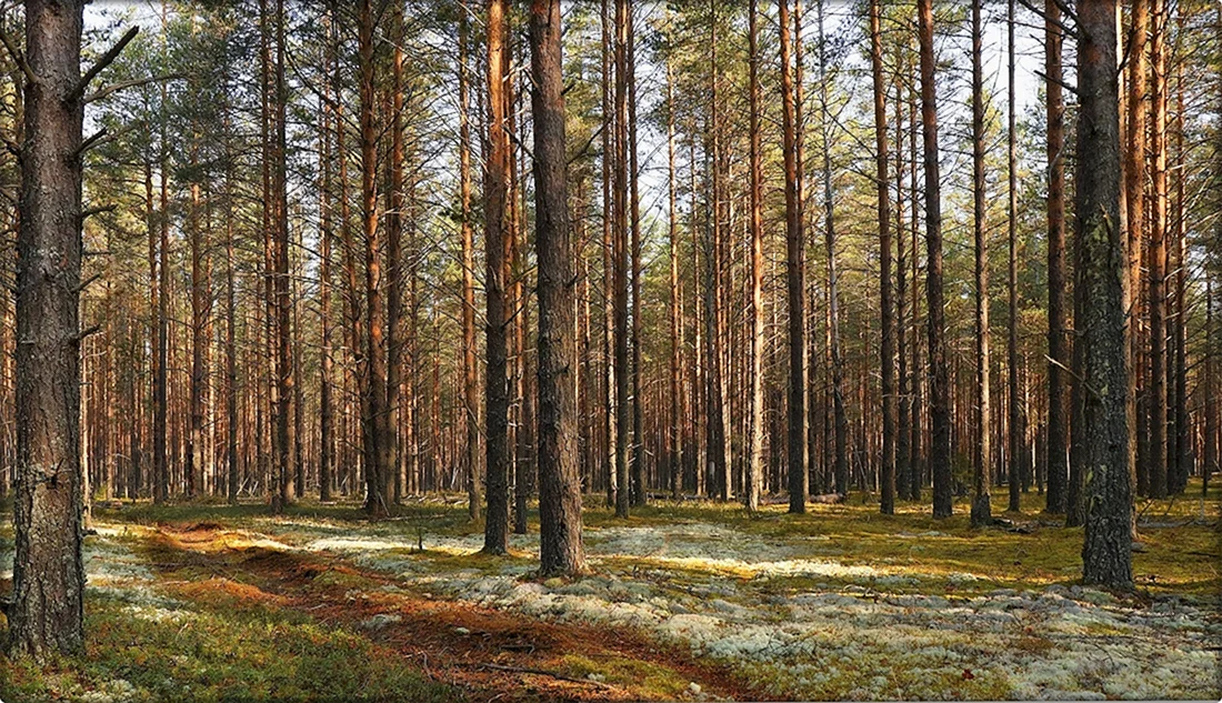 Лес Сосновый Бор Белозерск