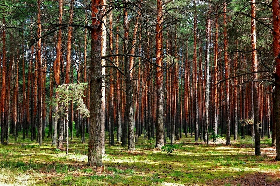 Лес Сосновый Бор Канск