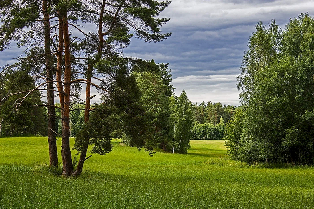 Лесная поляна картинка (44 фото)