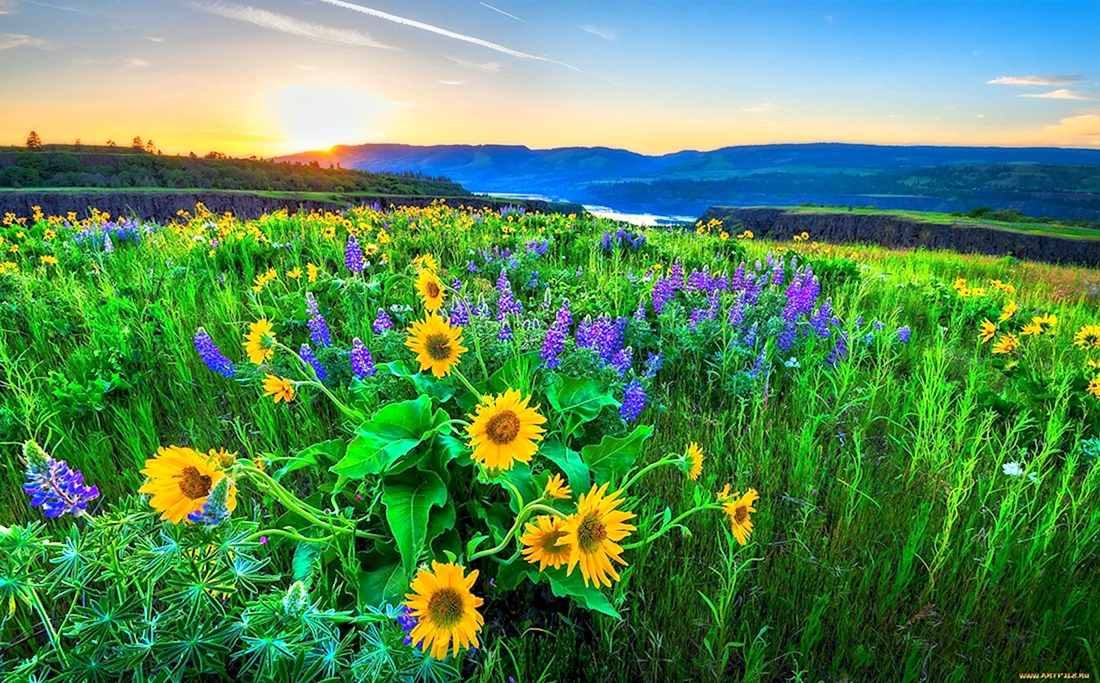 Летняя природа