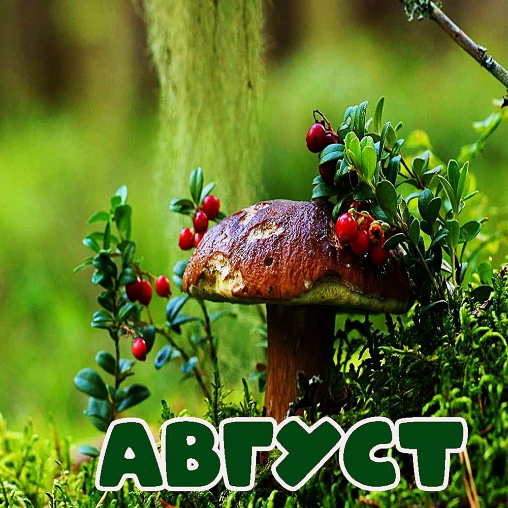 Лето август