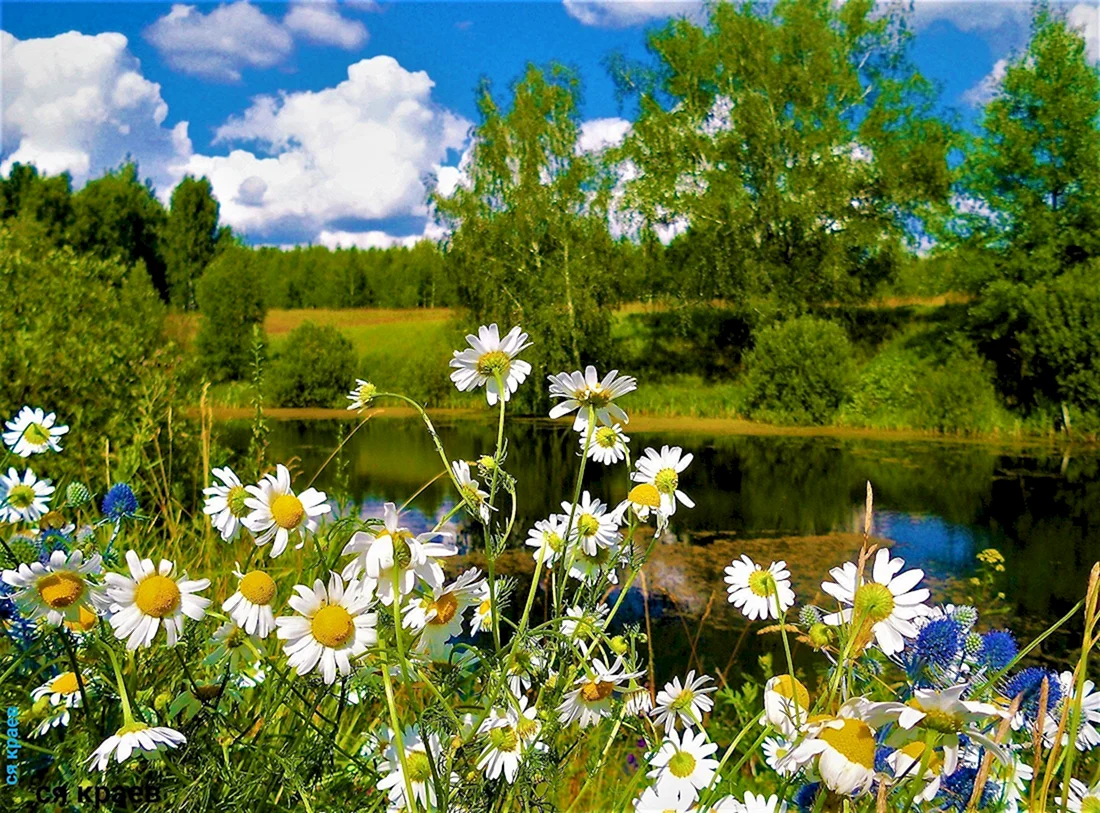Лето природа