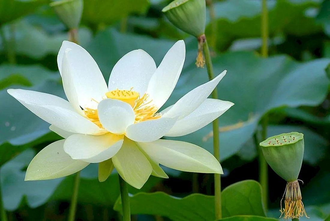 Лотос Nelumbo