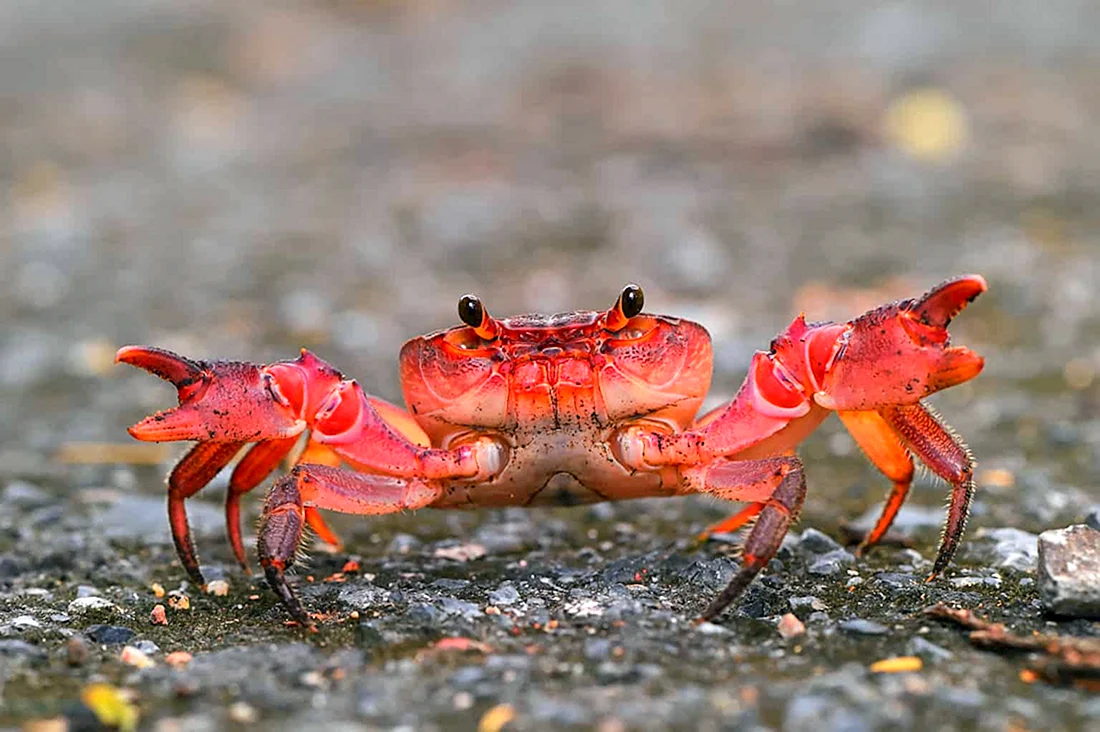 Мадагаскарский краб