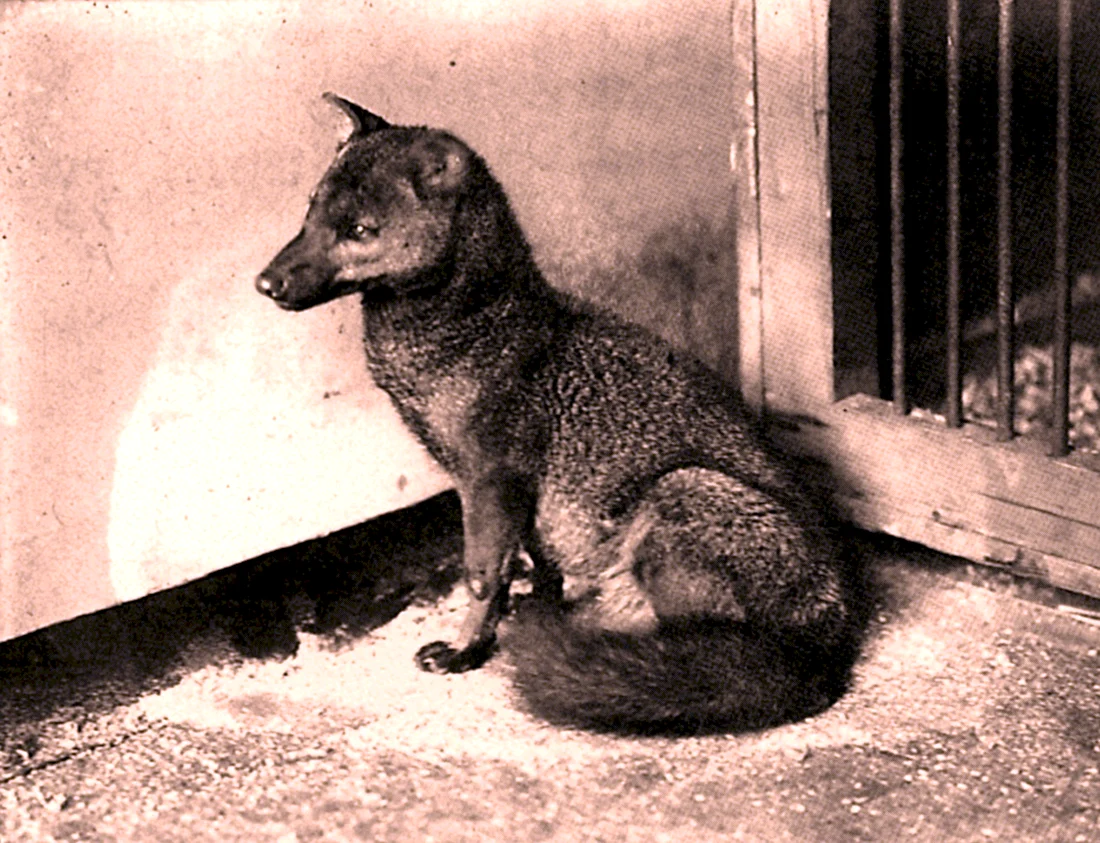Малая лисица Atelocynus microtis