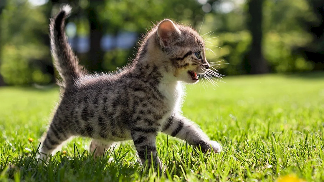 Маленькие котики