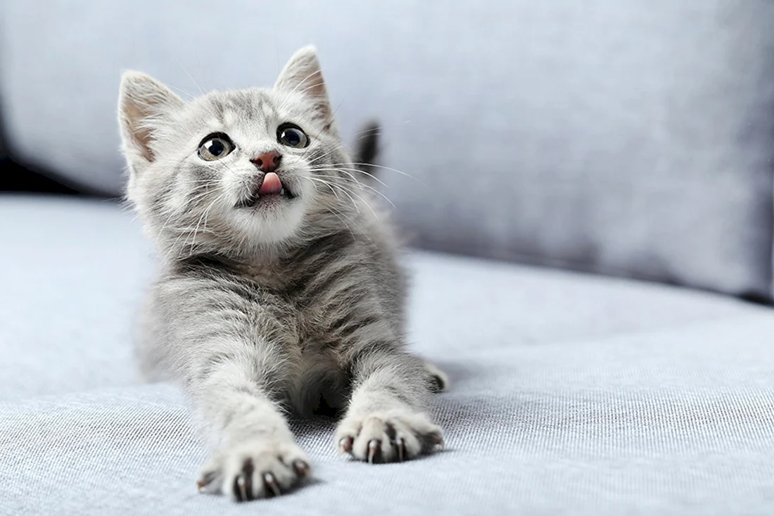 Маленький котенок