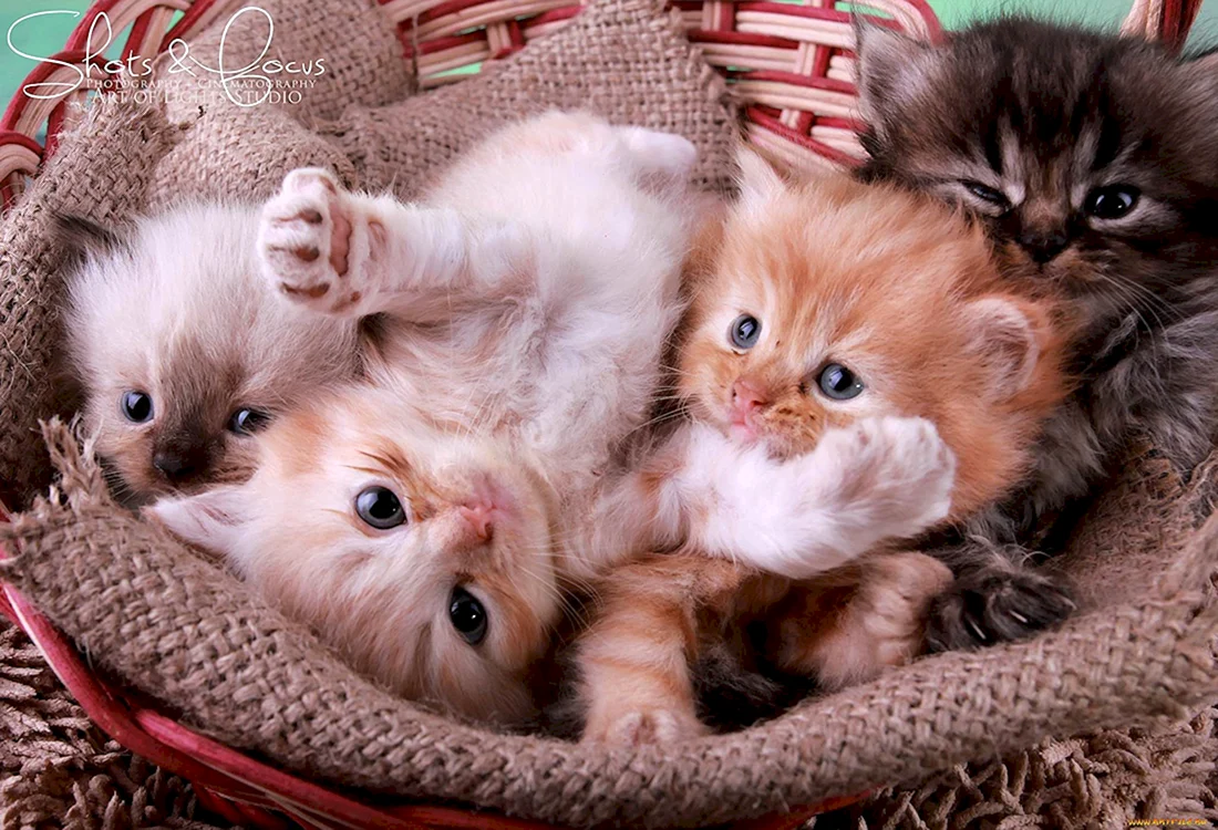 Маленький котенок