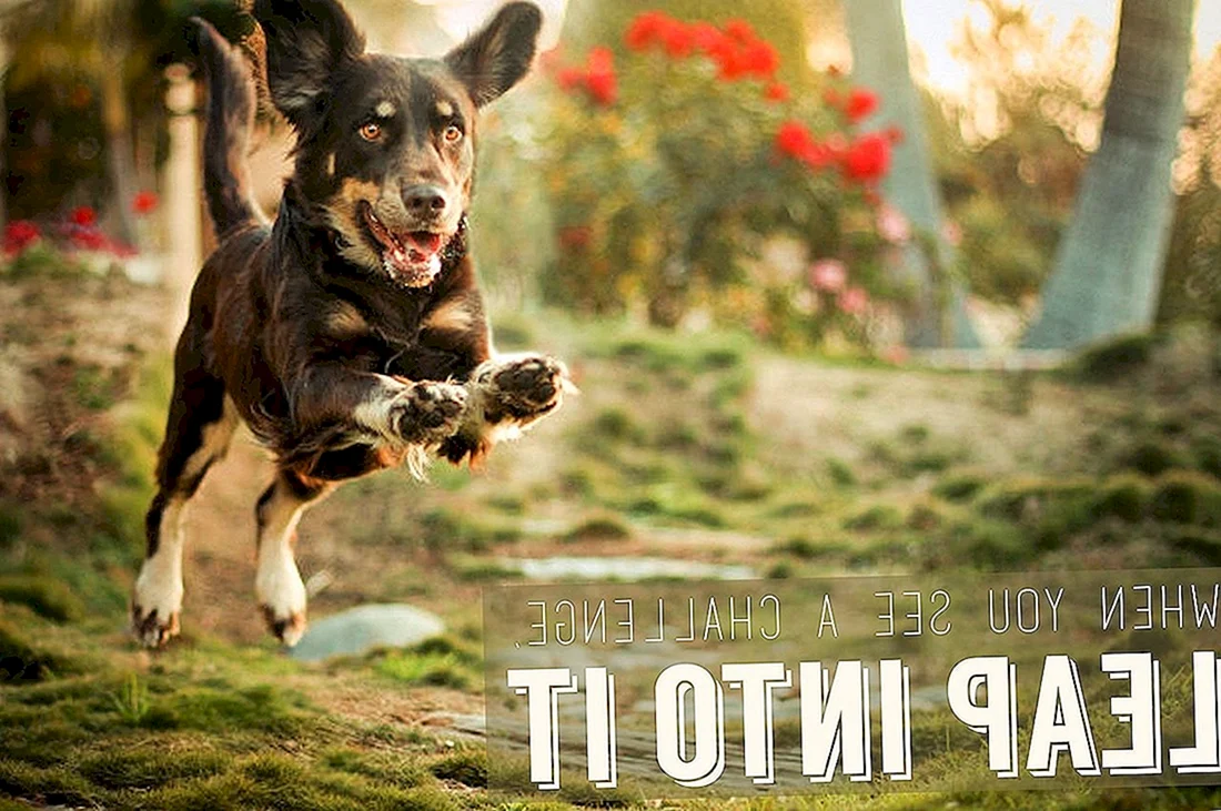 Малинуа