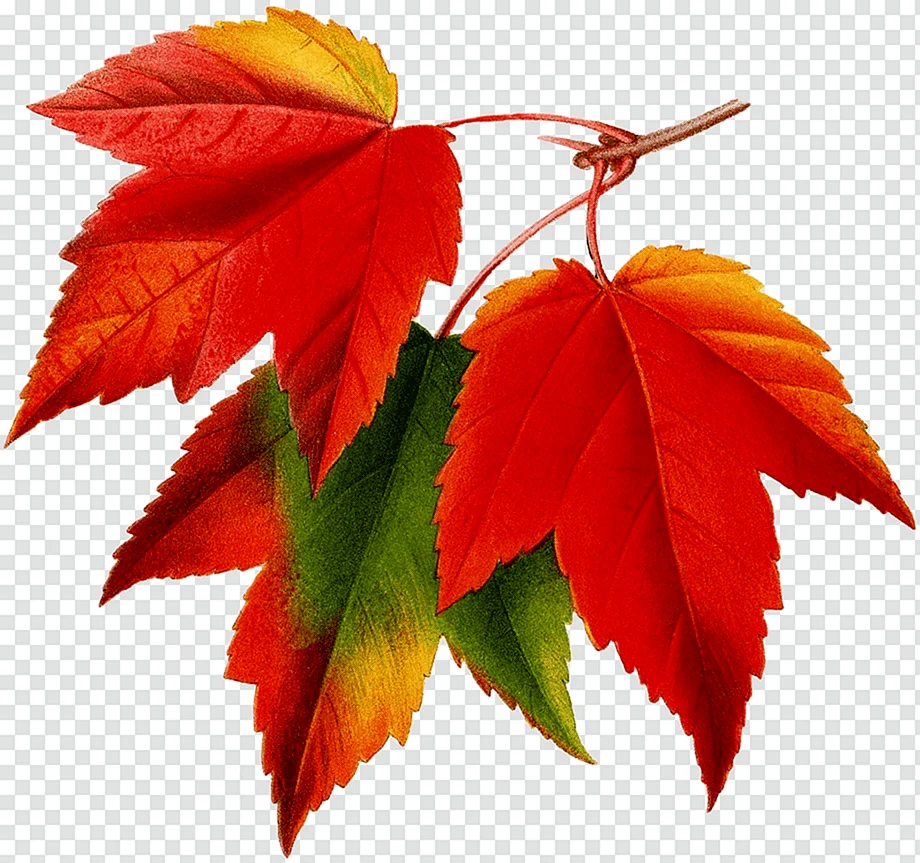 Maple кленовый лист