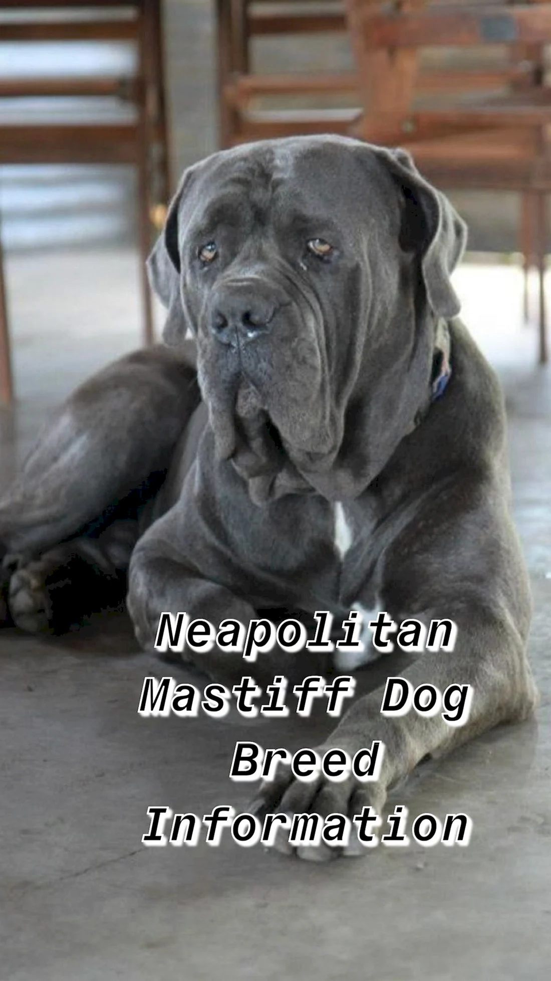 Мастиф неаполитано