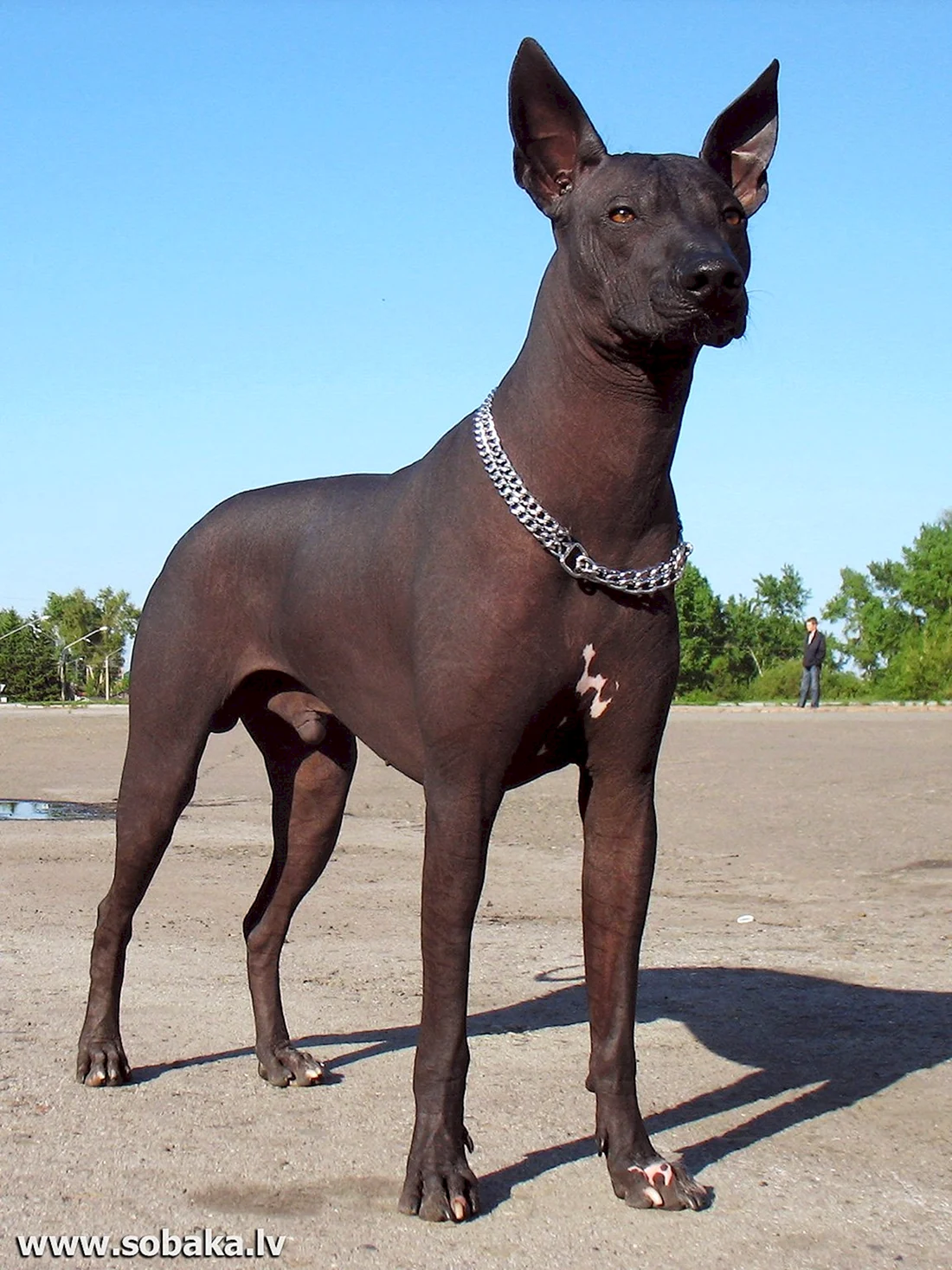 Мексиканский ксоло