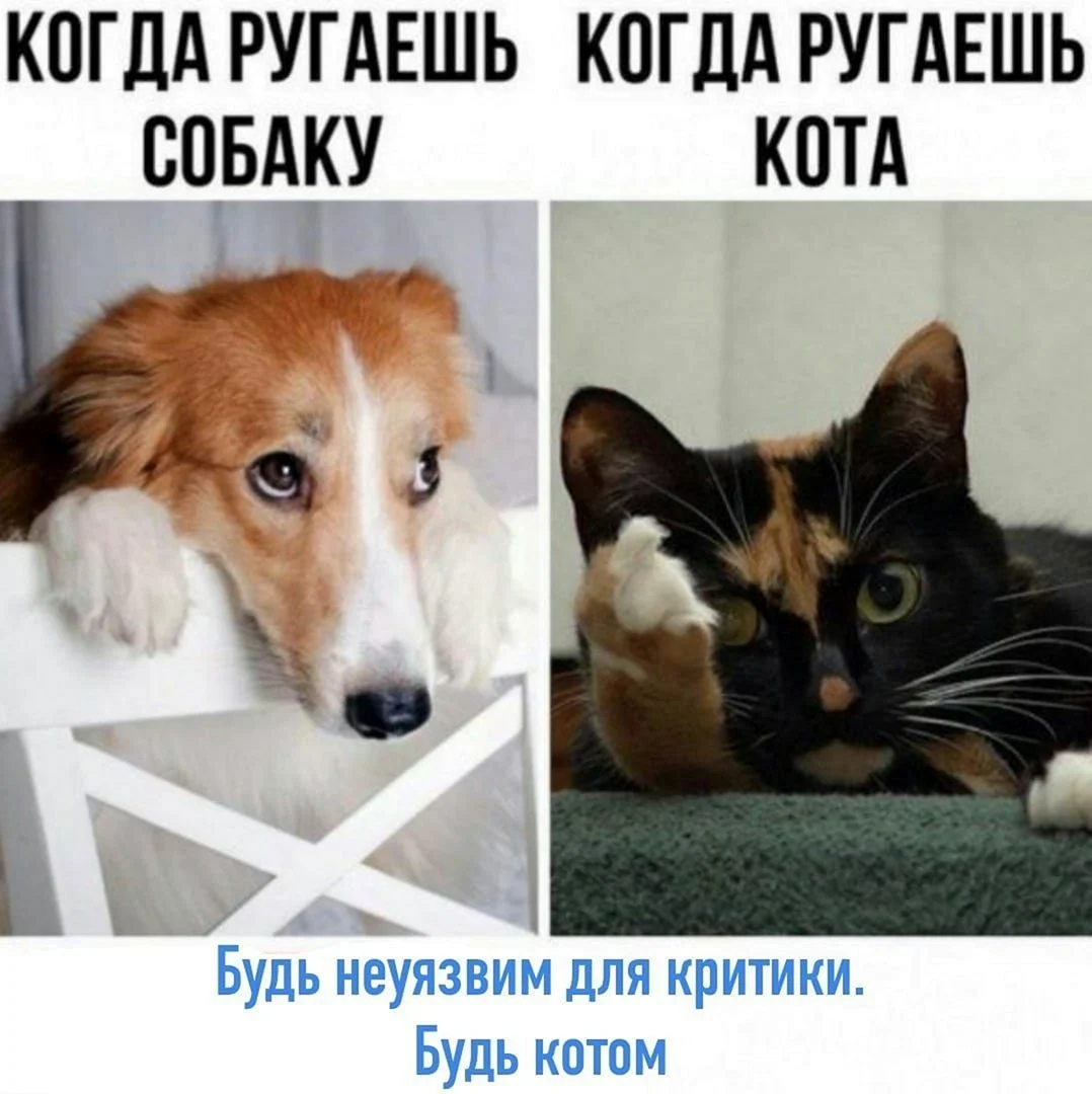Мемы про собак и кошек
