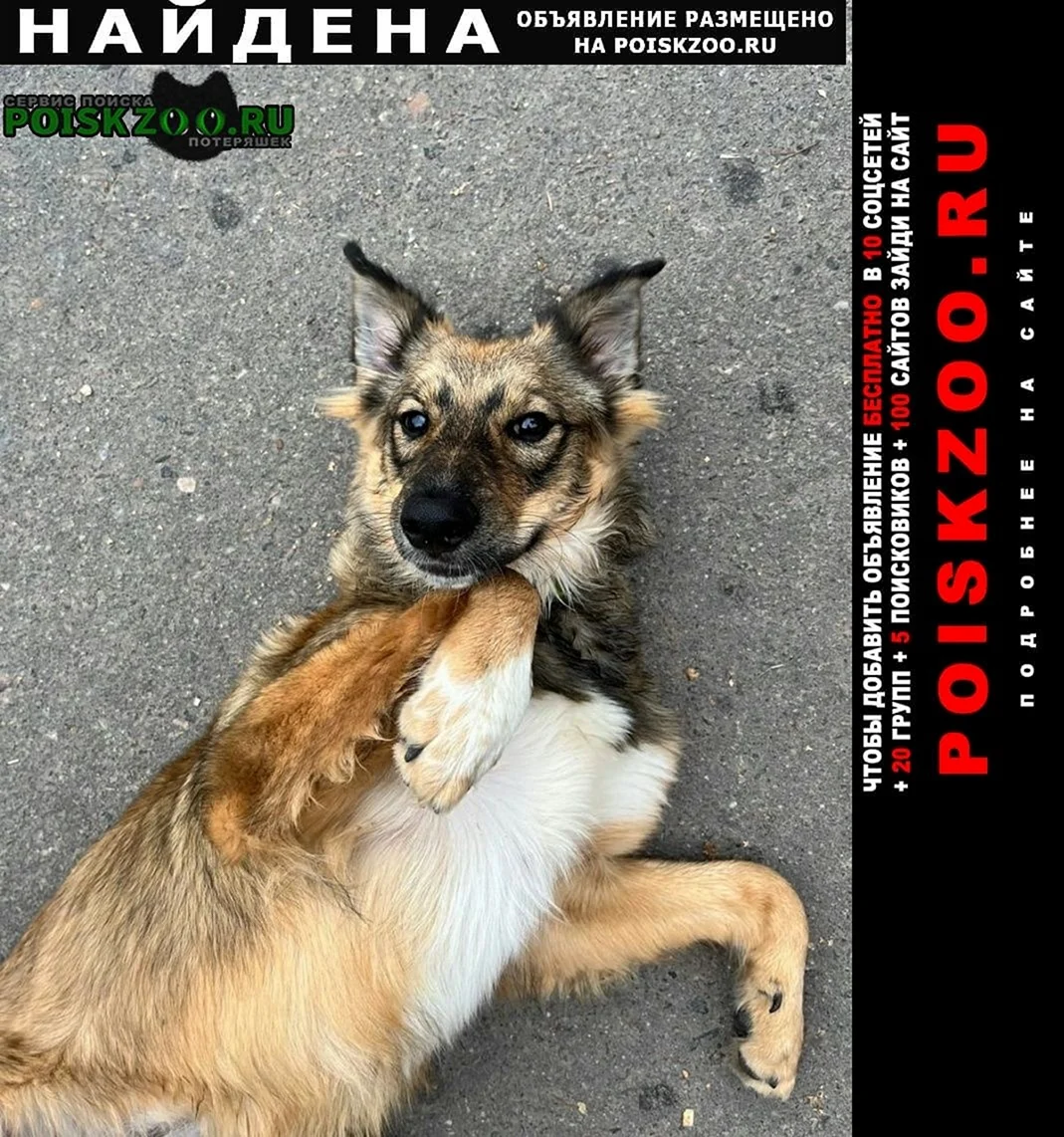 Метис лошади и собаки