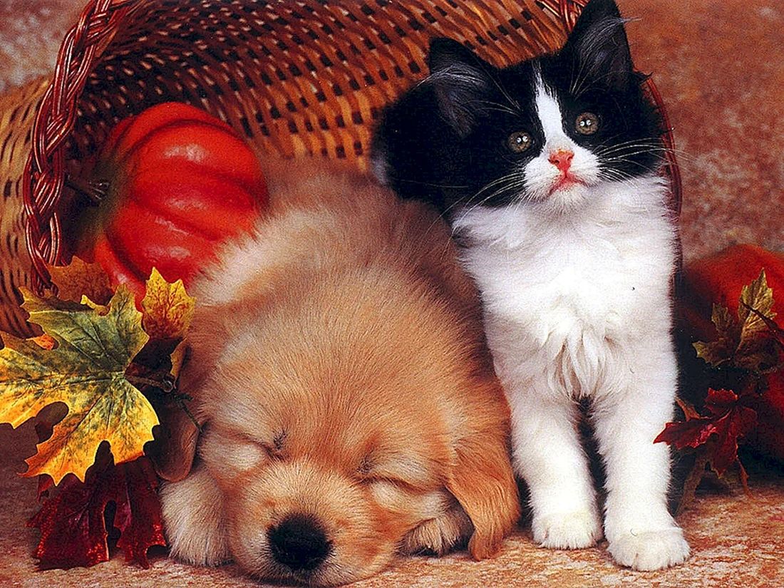 Милые котята и щенки